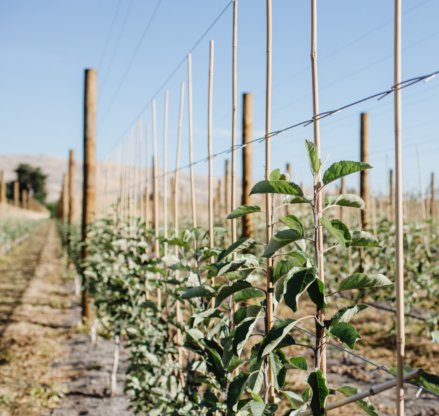 Young Rockit apple trees