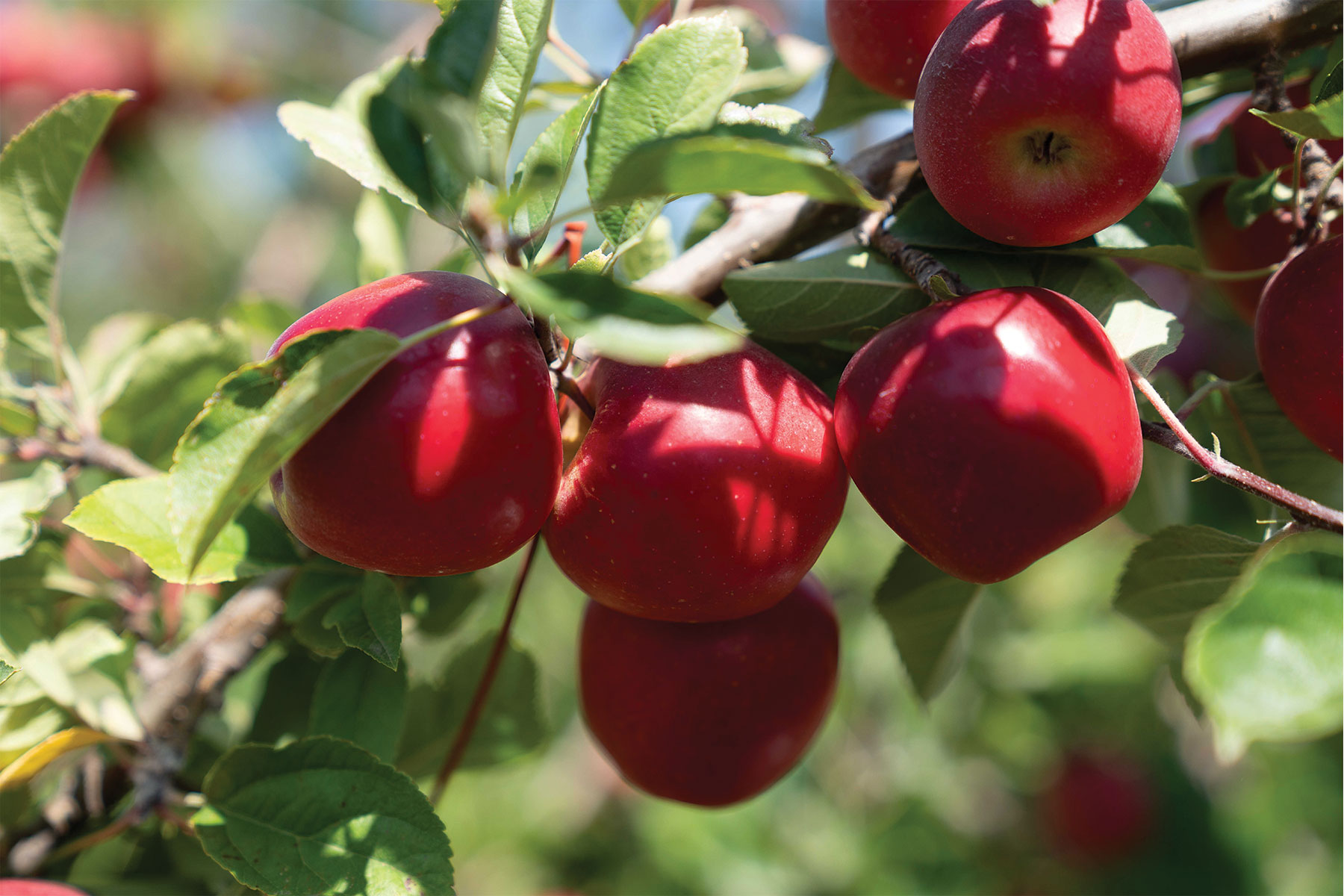 Close up of ripe rockit apples in orchard