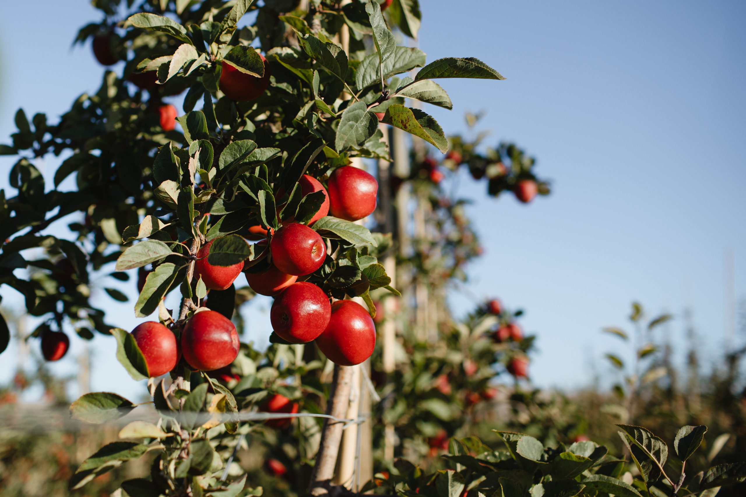 Meet Rockit™ apple, your favourite onthego snack Rockit™ Apple